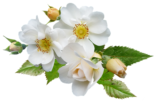 White Rose Bouquet Black Background PNG with transparent background