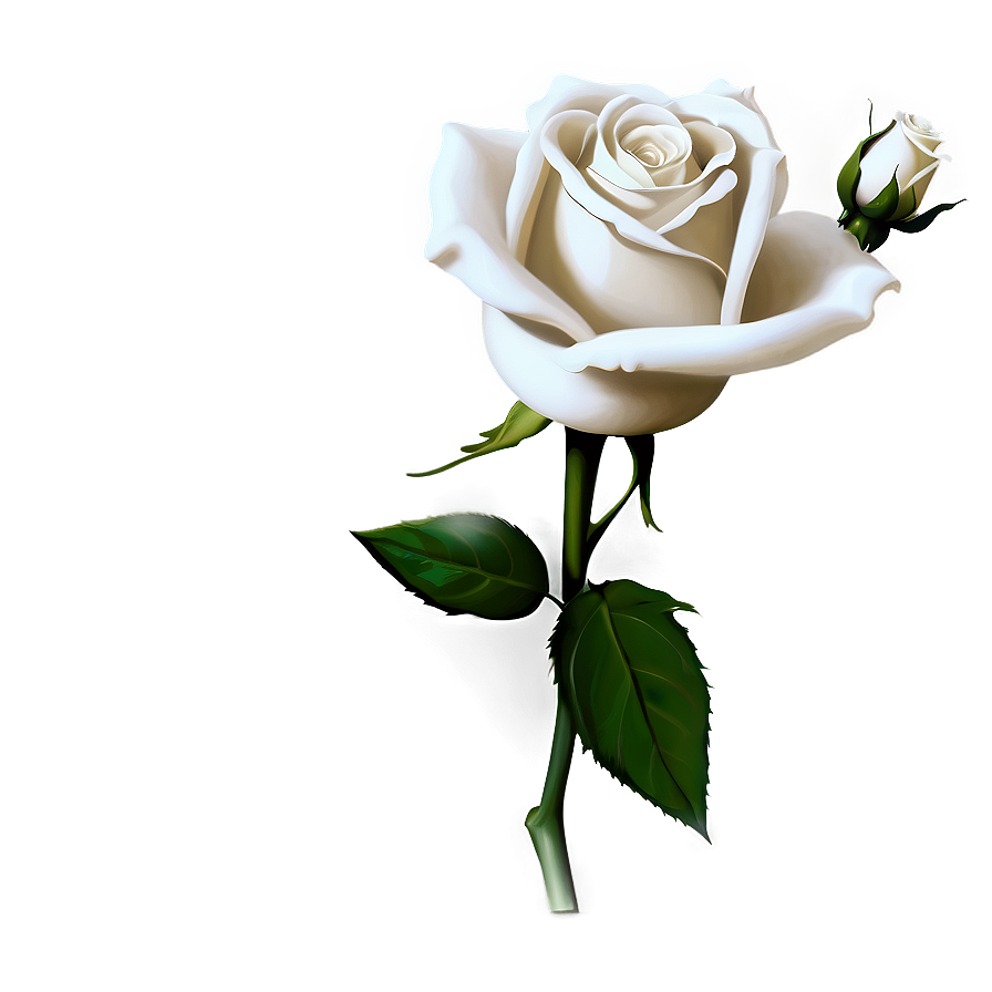 White Rose Flower PNG juy41 PNG with transparent background