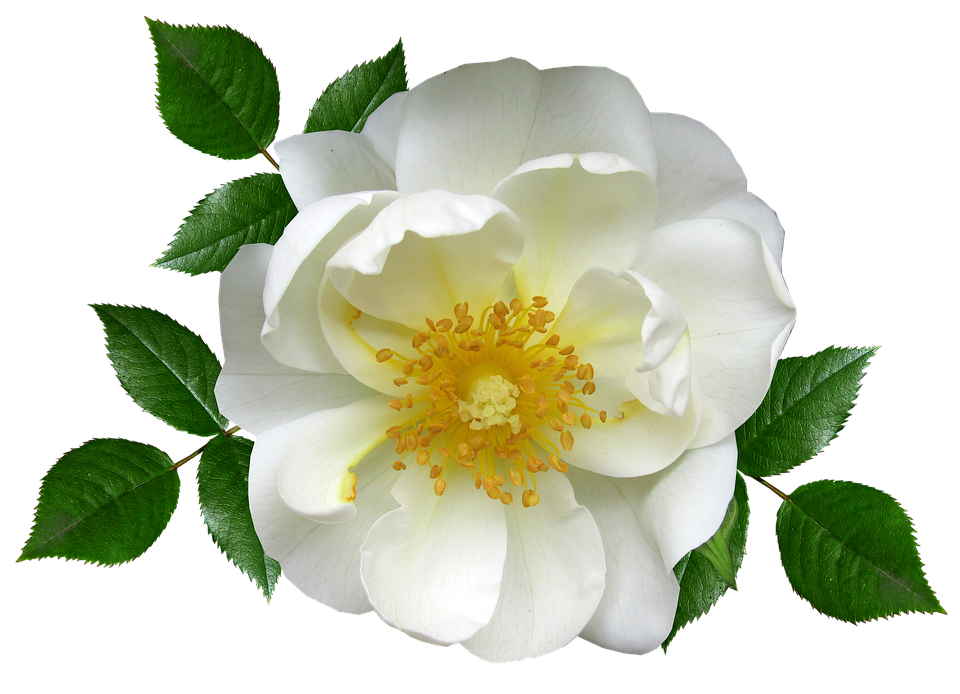 White Rose Transparent Background