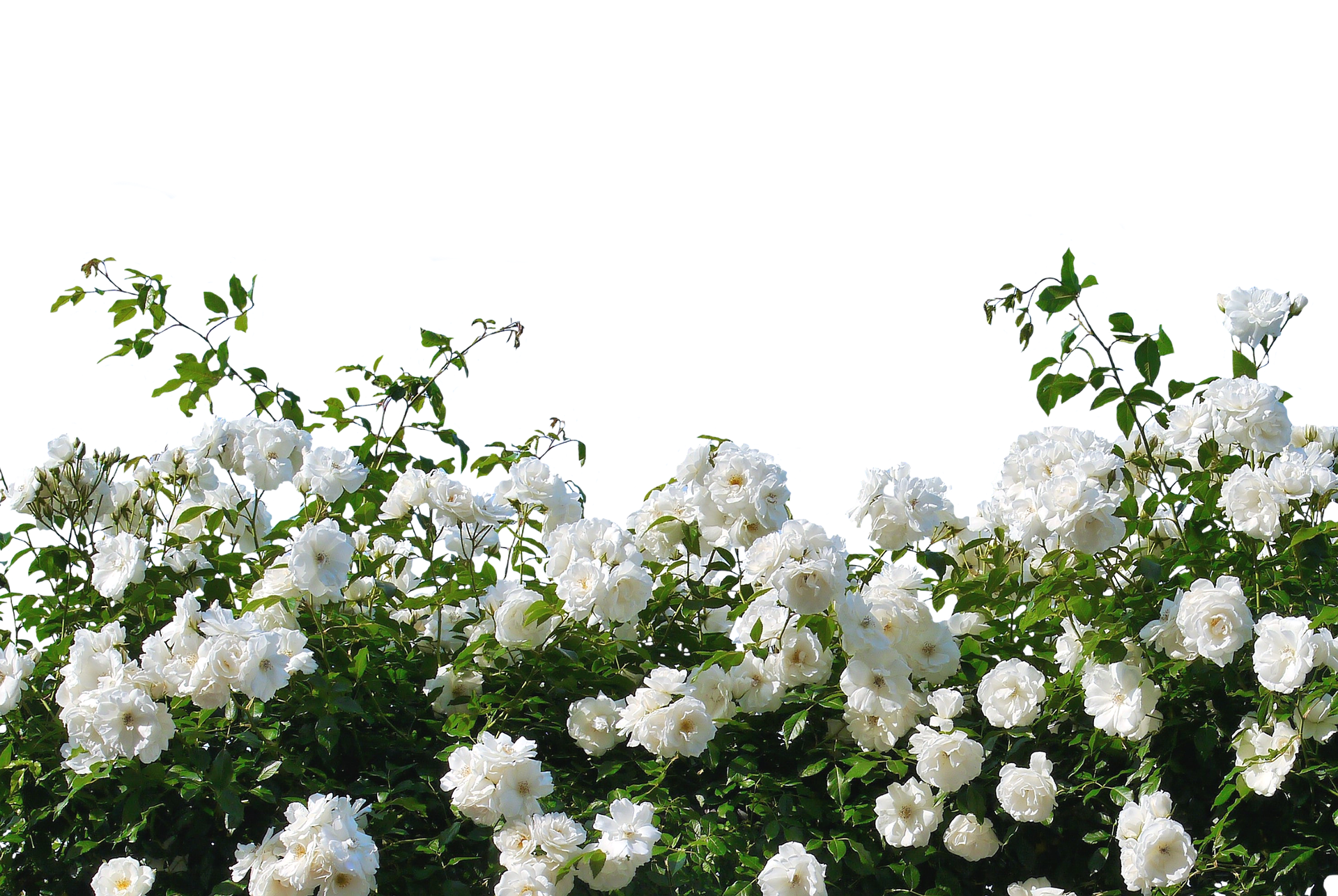 White Roses Black Background PNG with transparent background