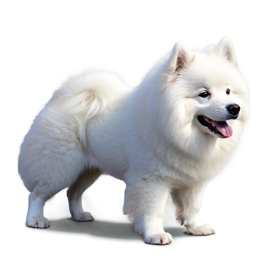 White Samoyed Dog Png 06242024