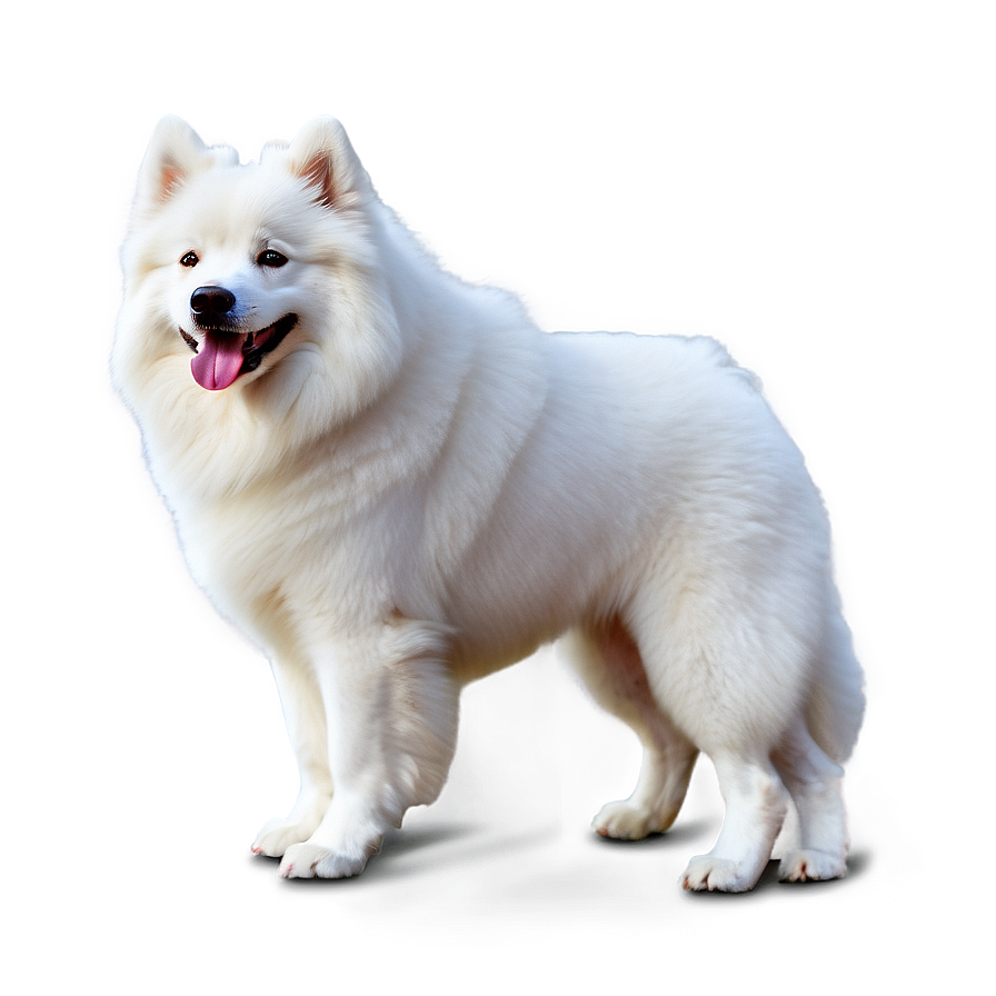 White Samoyed Dog Png Pln18