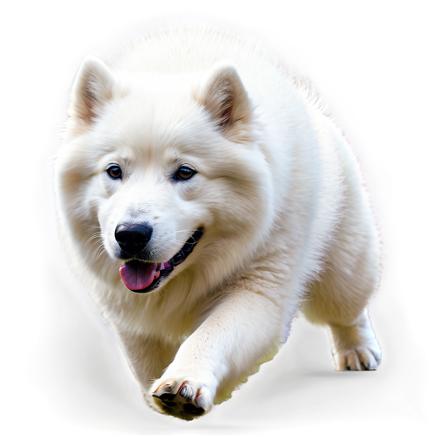 White Samoyed Dog Png Ppr