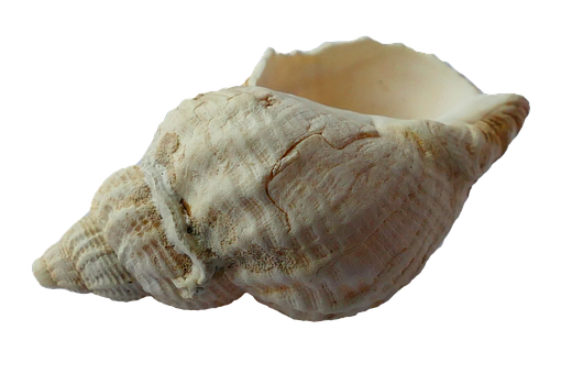 White Seashellon Black Background PNG with transparent background