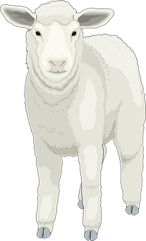 White Sheep Illustration PNG with transparent background