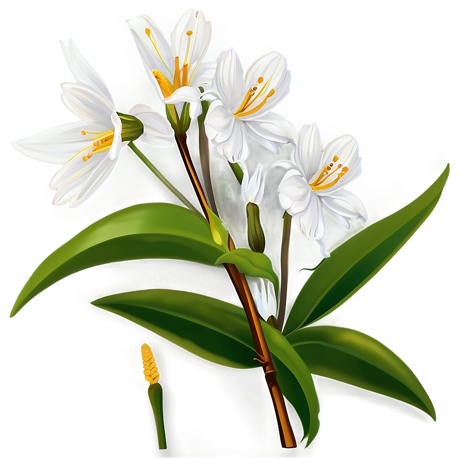 White Spring Flower Png 26