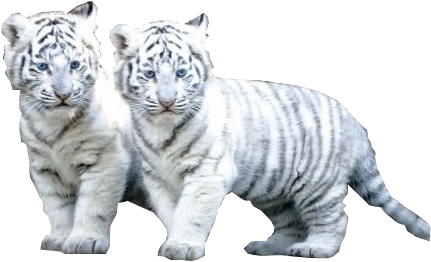 White Tiger Png File - White Tiger Png PNG with transparent background