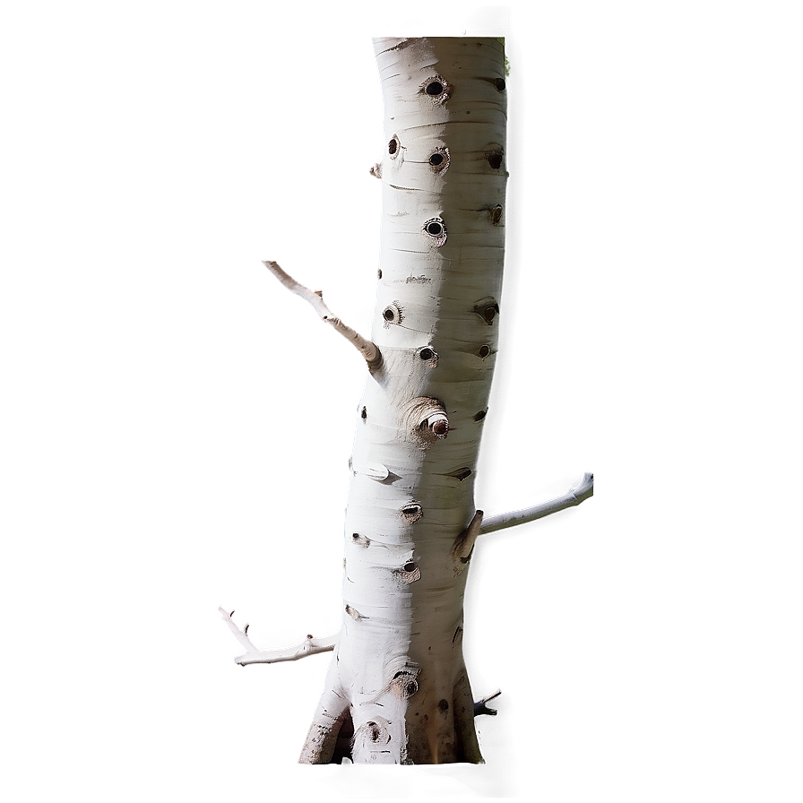 White Trunk PNG jhc PNG with transparent background