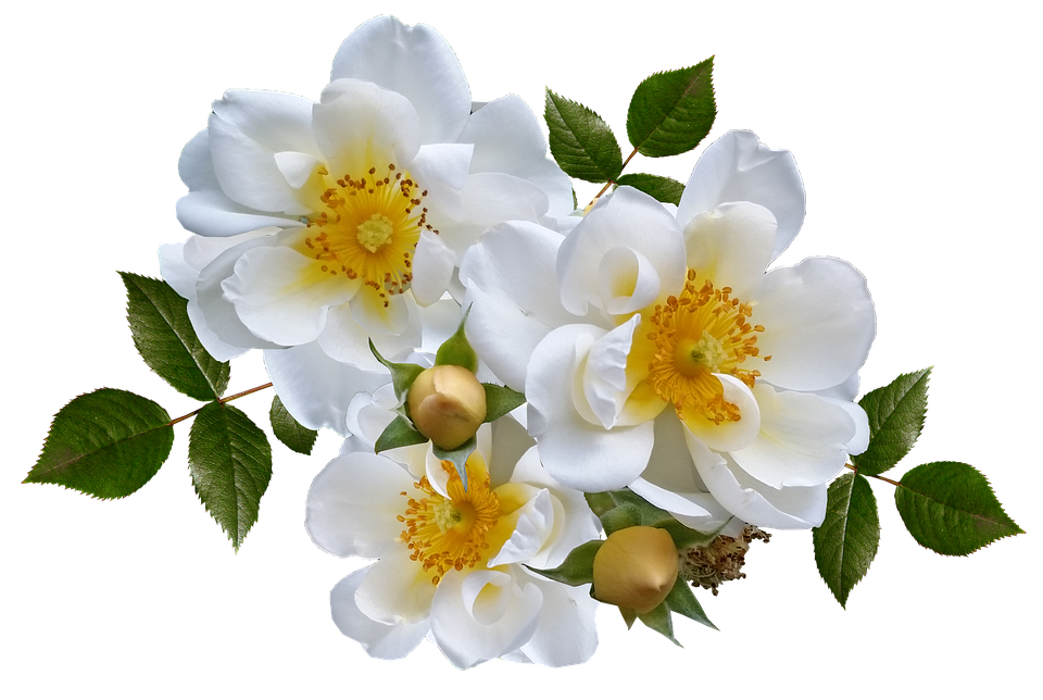 White Wild Roses Transparent Background