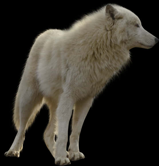 White Wolf Profile Black Background