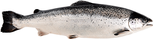 Whole Atlantic Salmon