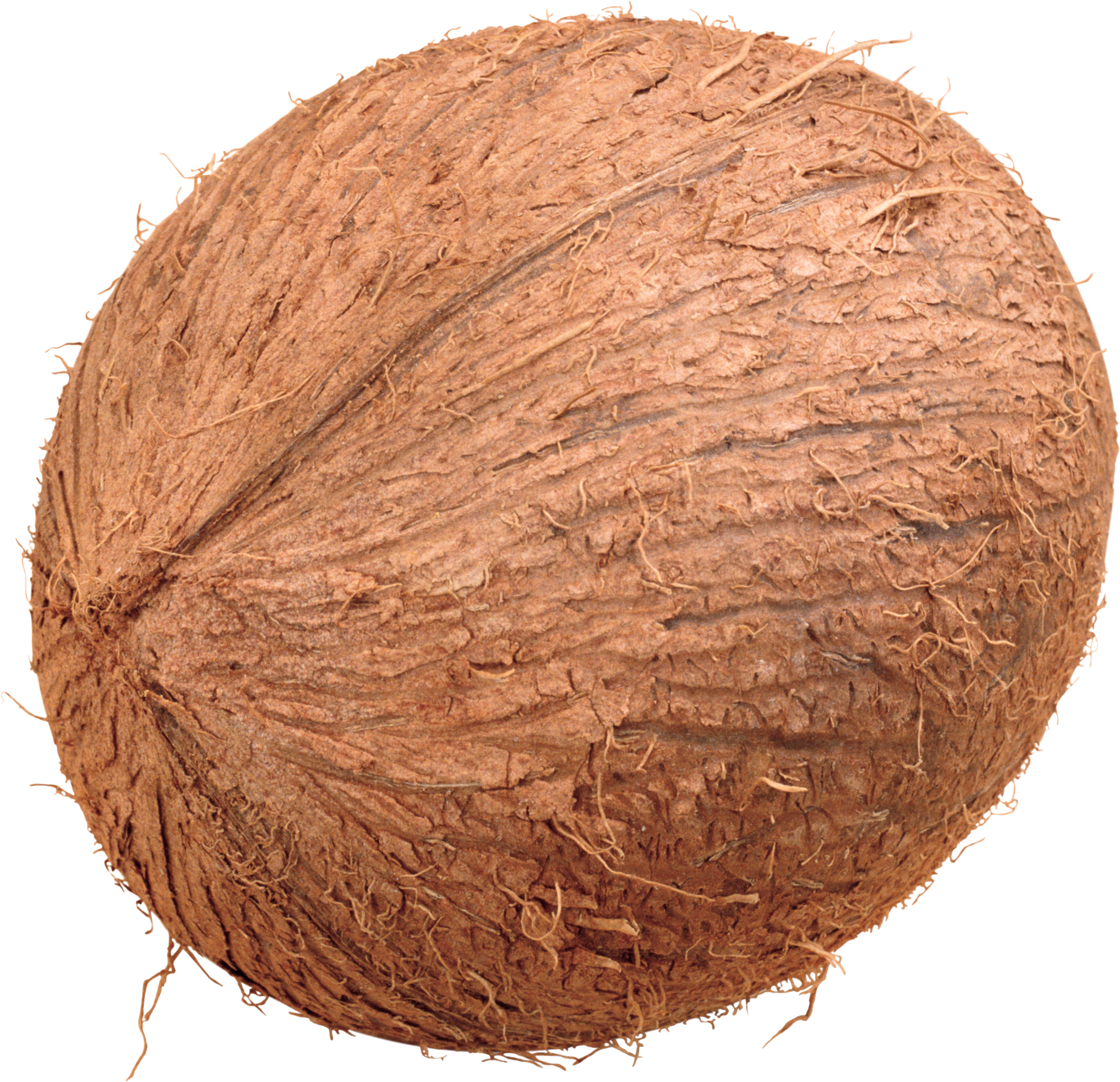 Whole Brown Coconut Isolated