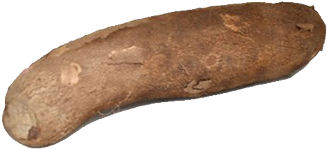 Whole Brown Yam Isolated.png