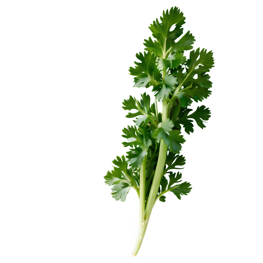 Whole Cilantro Png 7