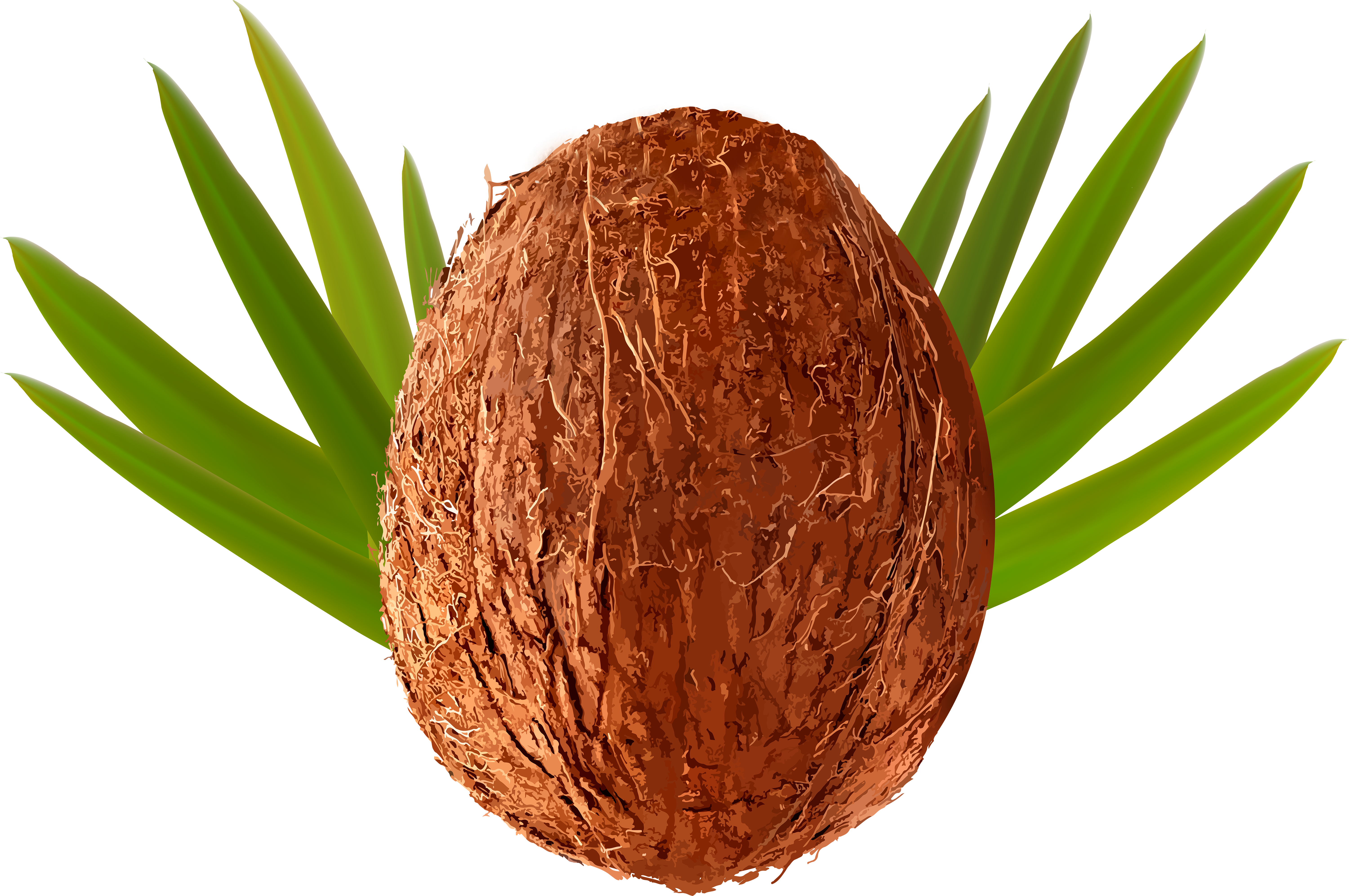 Coconut Clipart Clear Background, HD Png Download PNG with transparent background