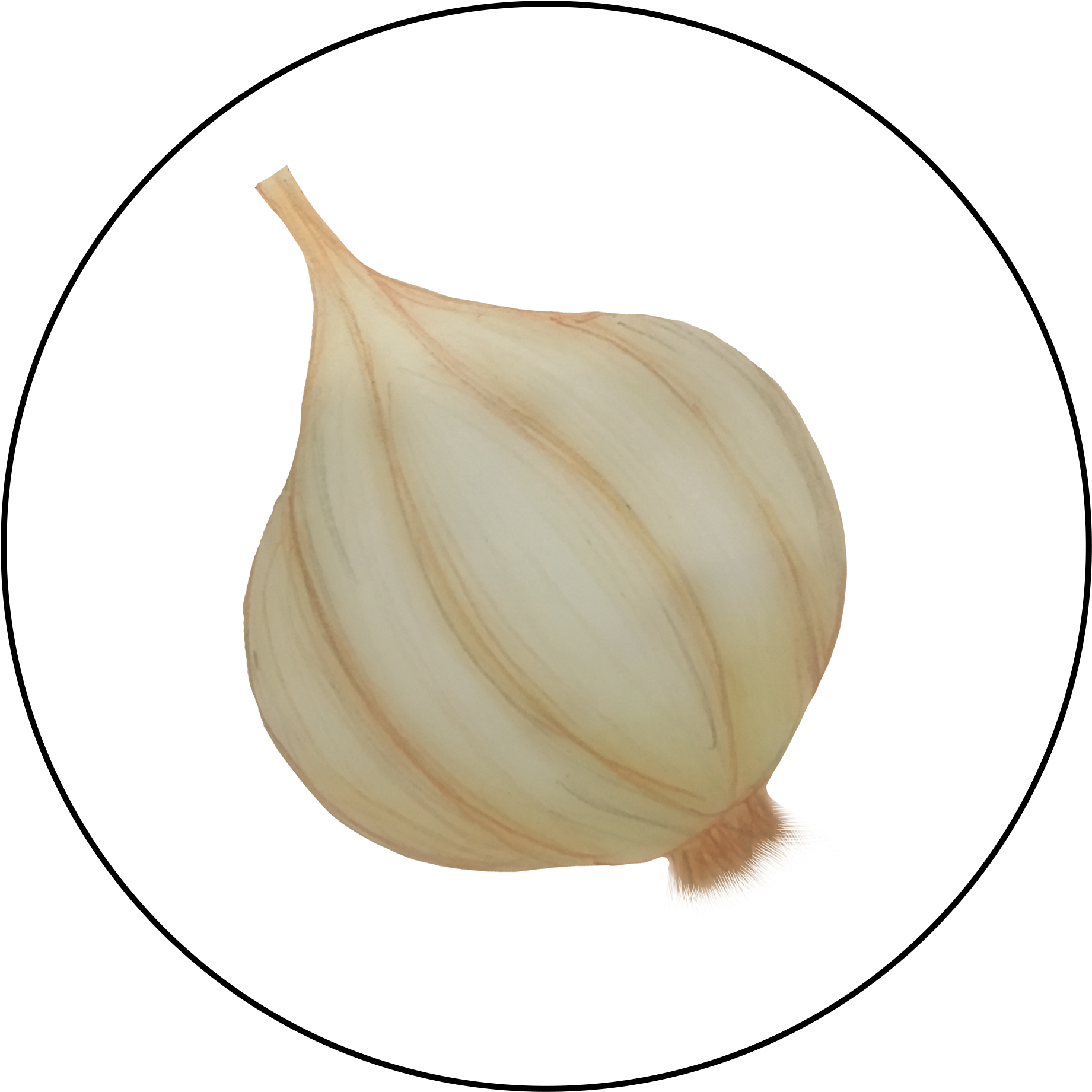 Attribute Motif Garlic, HD Png Download PNG with transparent background