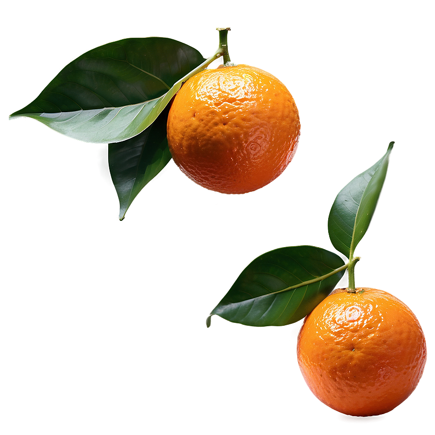 Whole Orange With Leaf Png 28