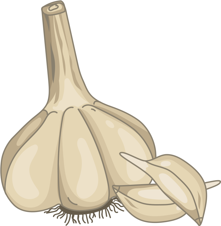 Hand-painted Garlic Png Download - Elephant Garlic, Transparent Png PNG with transparent background