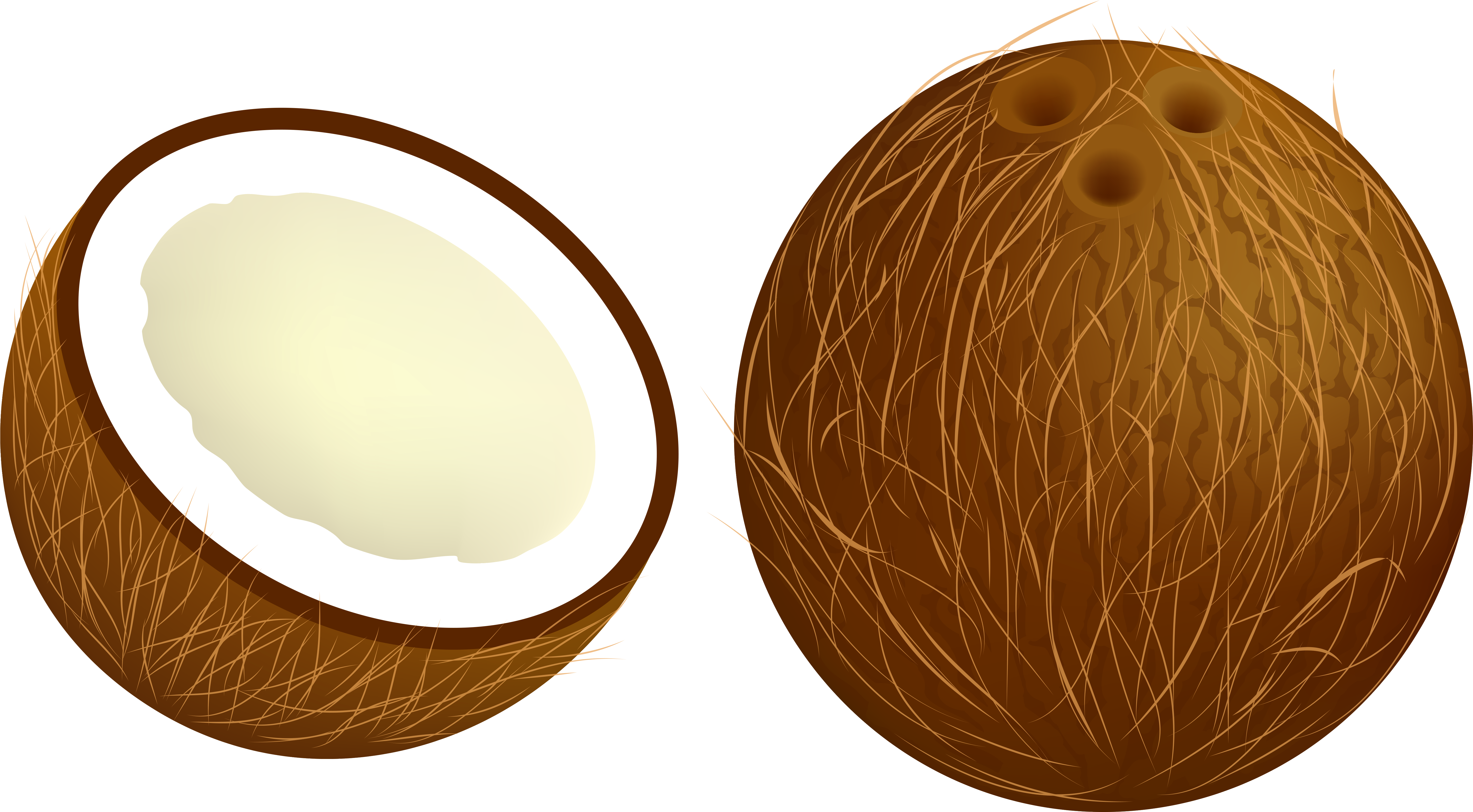 Wholeand Half Coconut Illustration