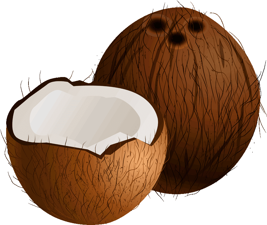 Wholeand Half Coconut Illustration