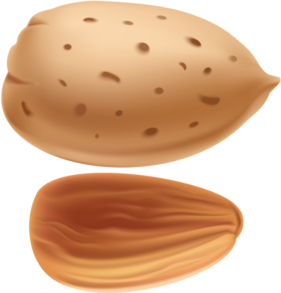 Wholeand Halved Almond Illustration