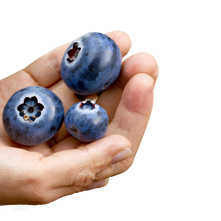 Wholesome Blueberry Handful Png Wwy