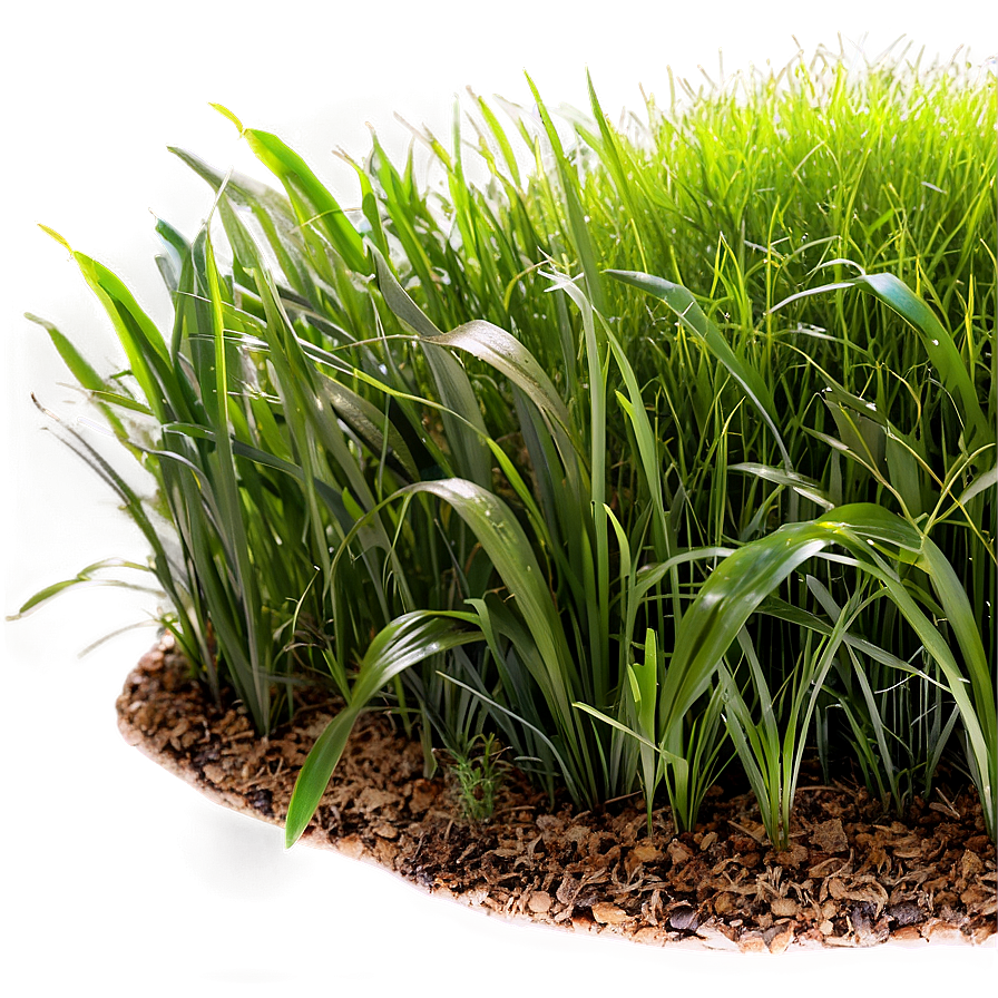 Wide Grass Patch Png 06212024