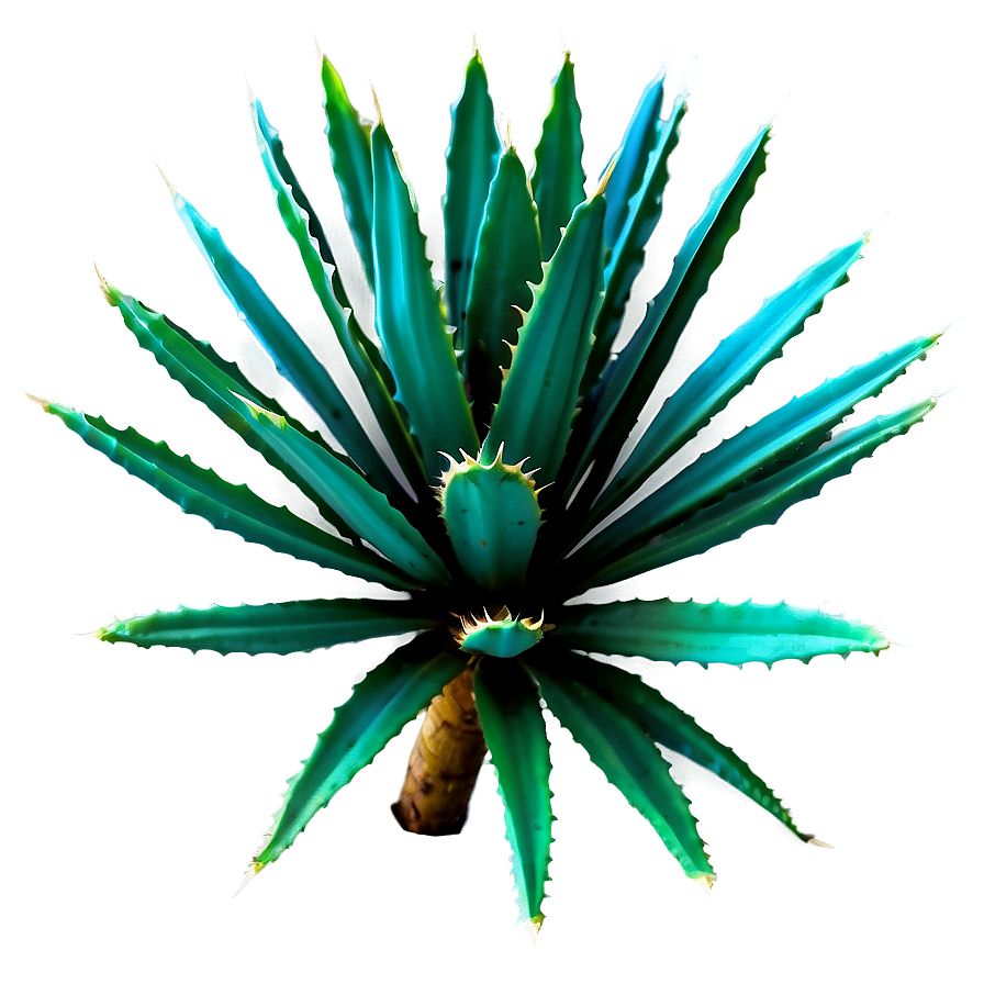 Wild Agave Plant Png 06282024