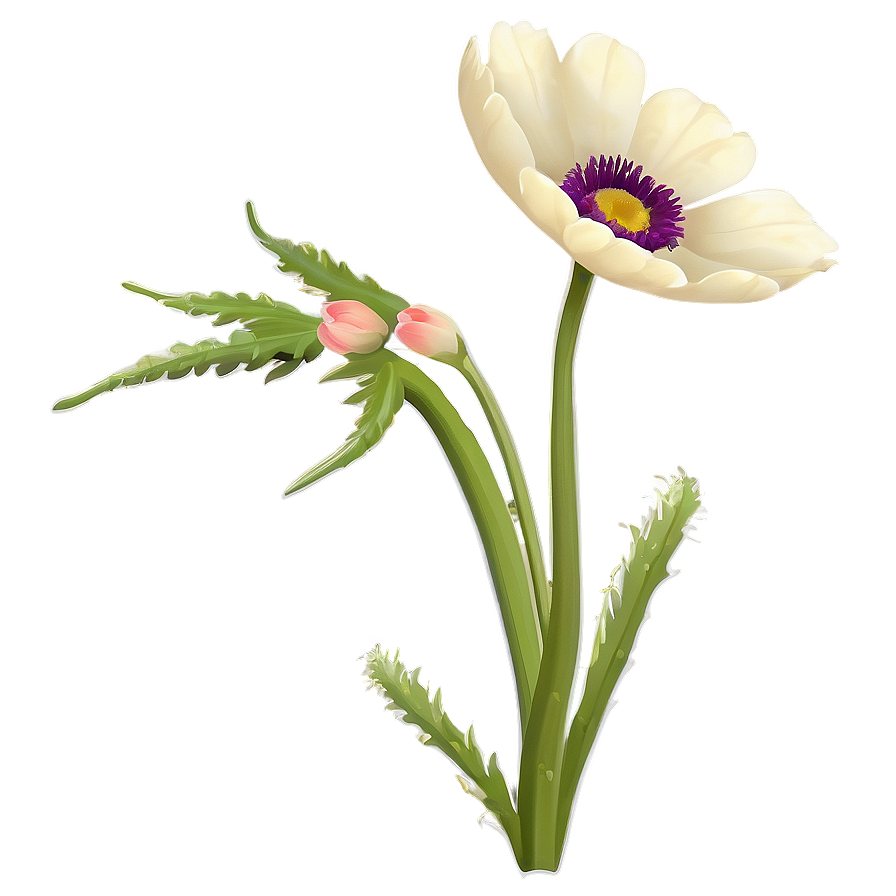 Wild Anemone Png 1