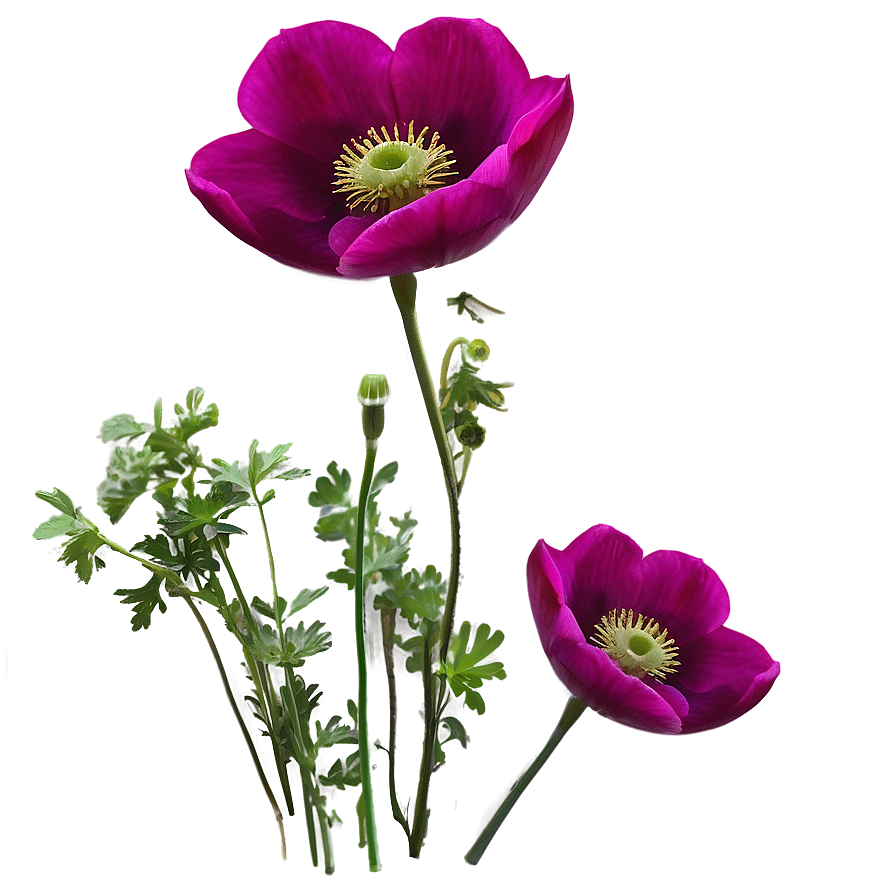 Wild Anemone Png Bch