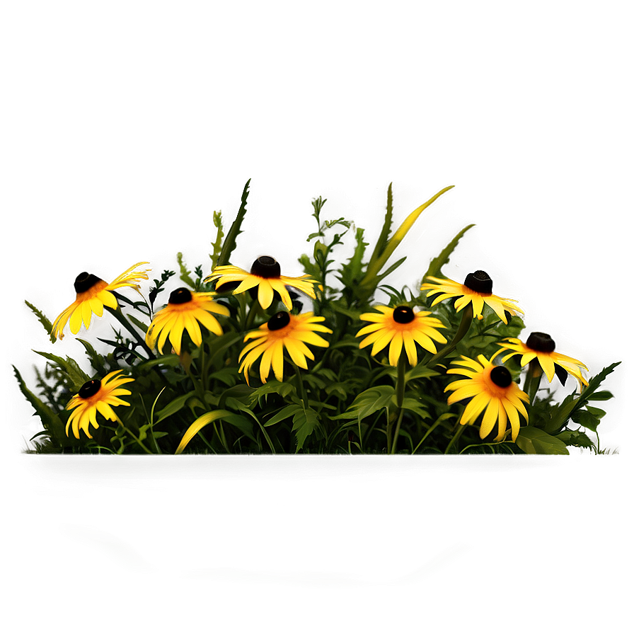 Wild Black Eyed Susan Meadow Png 82