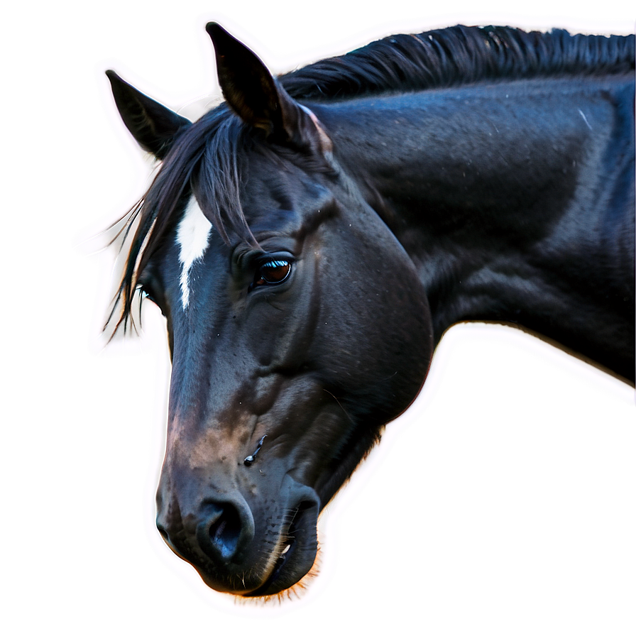 Wild Black Mustang Image Png 06262024