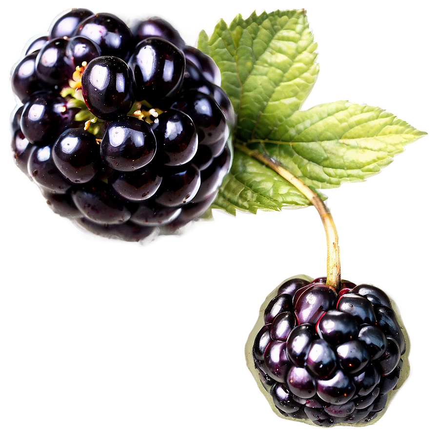 Wild Blackberry PNG 05232024 PNG with transparent background