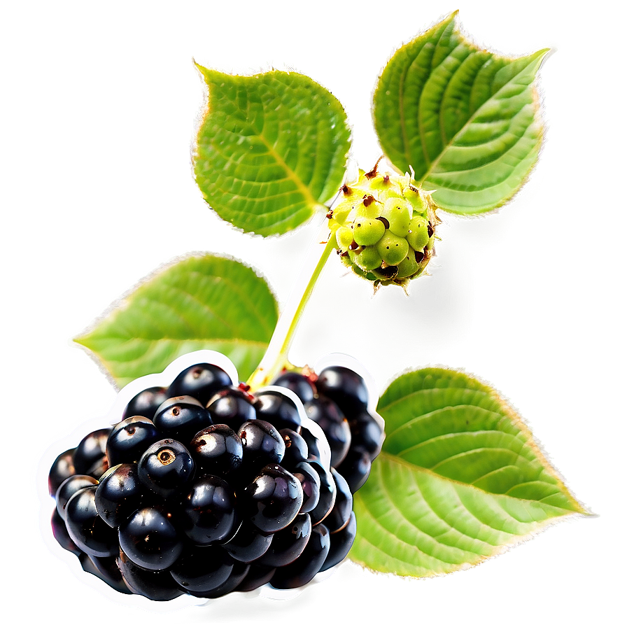 Wild Blackberry PNG inh PNG with transparent background