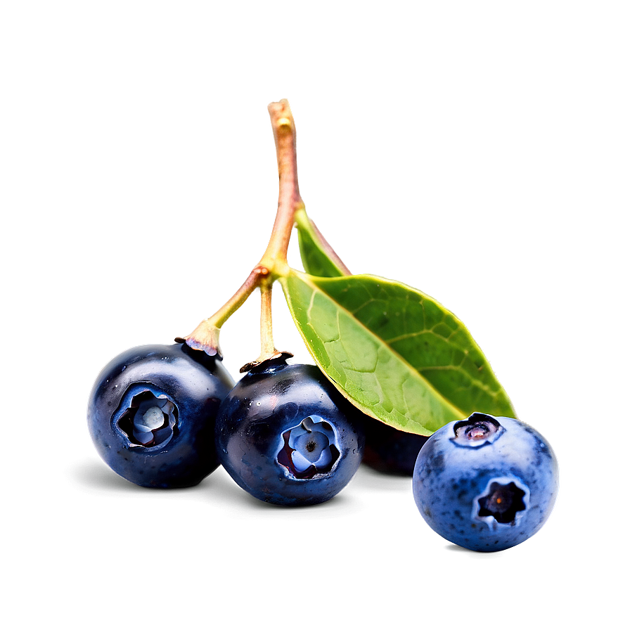 Wild Blueberries PNG bog79 PNG with transparent background