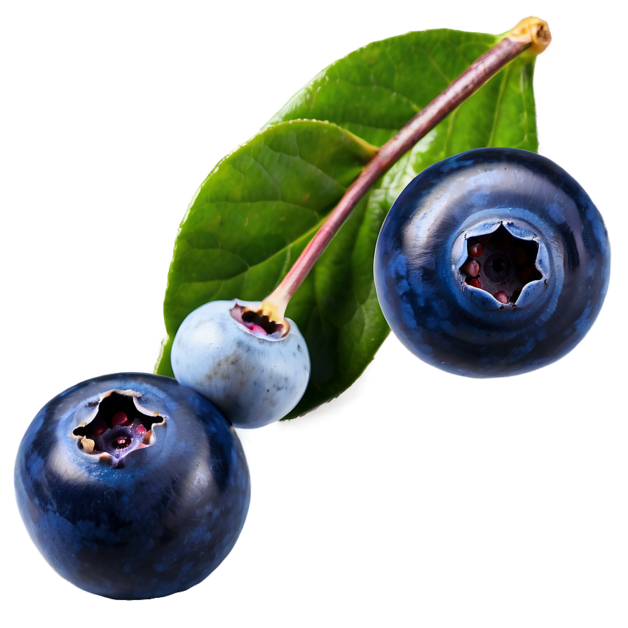 Wild Blueberries PNG glb59 PNG with transparent background