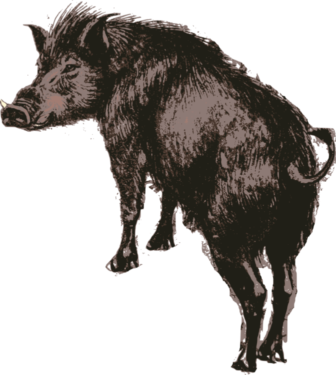 Wild Boar Illustration.png