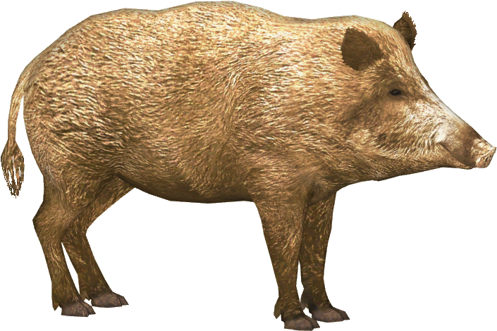 Wild Boar Isolated Image