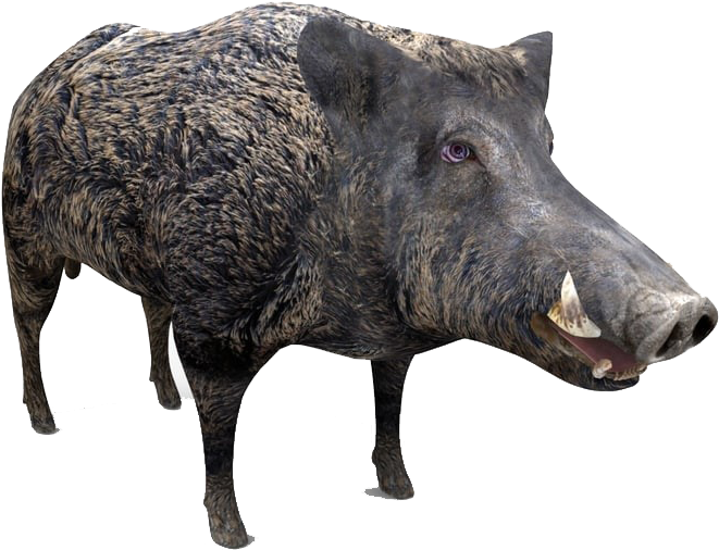 Wild Boar Isolated.png