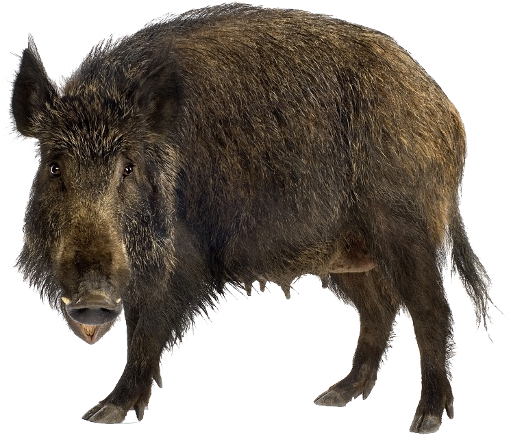 Wild Boar Isolatedon Transparent Background.png