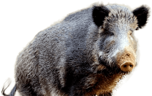 Wild Boar Isolatedon Transparent Background.png