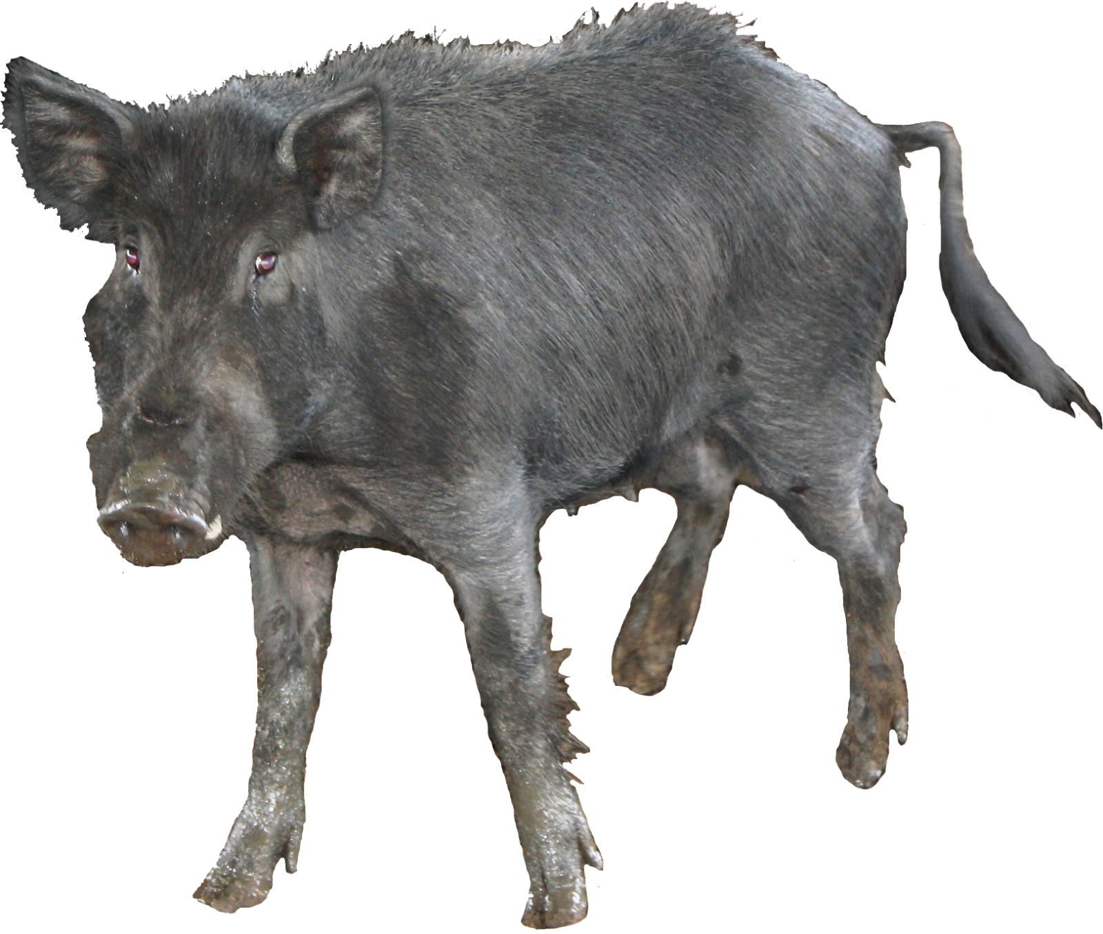 Wild Boar Isolatedon Transparent Background