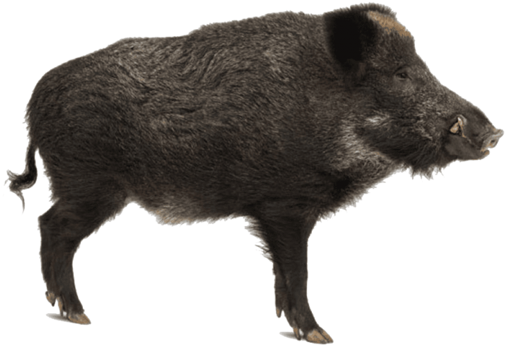 Wild Boar Profile Image