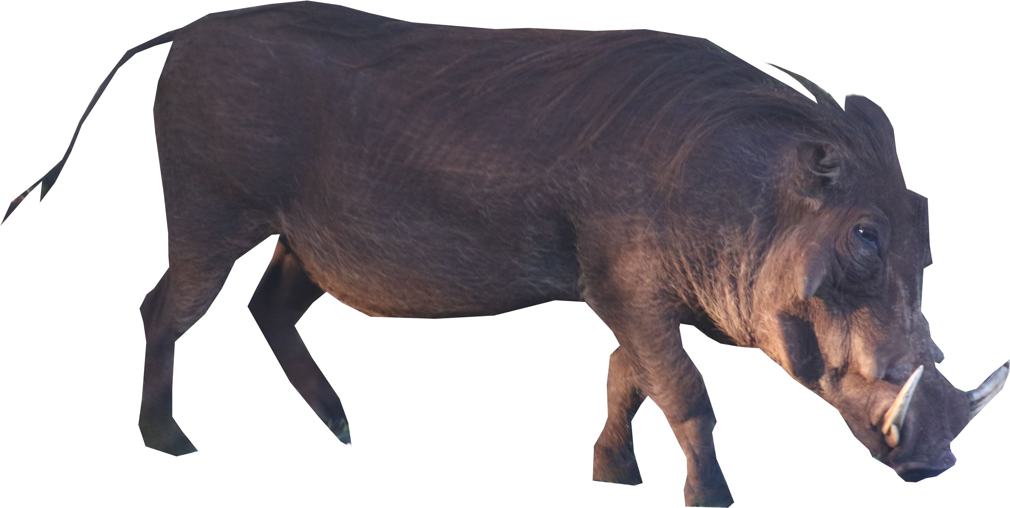 Wild Boar Side View