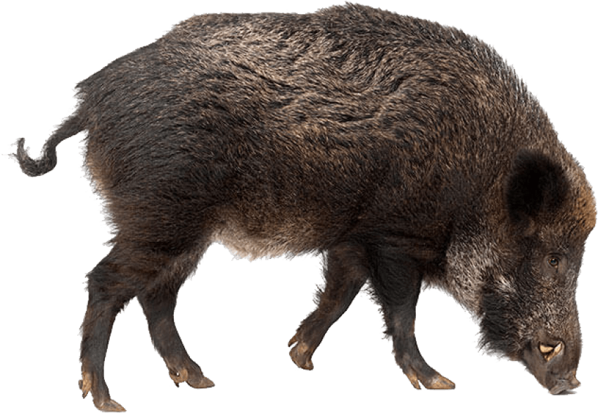 Wild Boar Side View