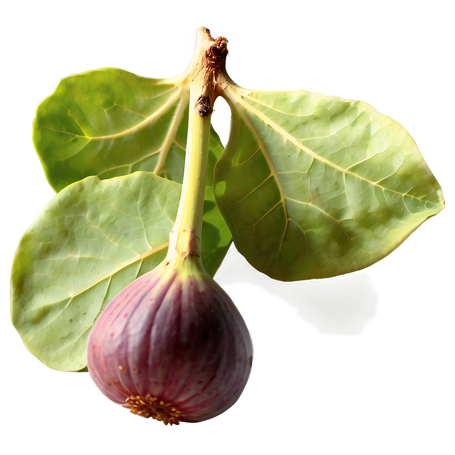 Wild Fig Picture Png Sxt87