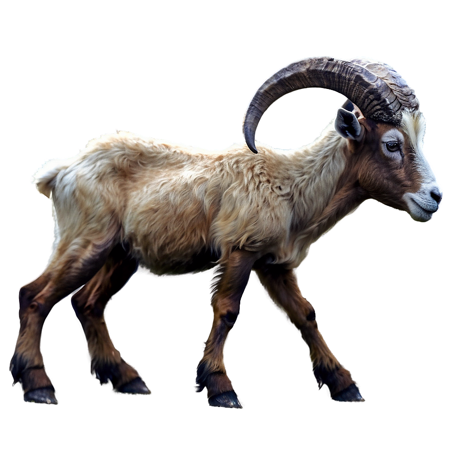 Wild Goat Png Qrd