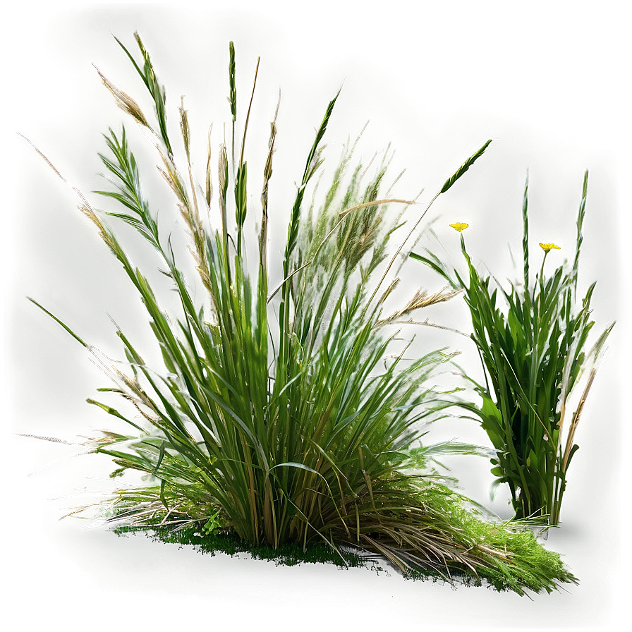 Wild Grass Texture Png 13