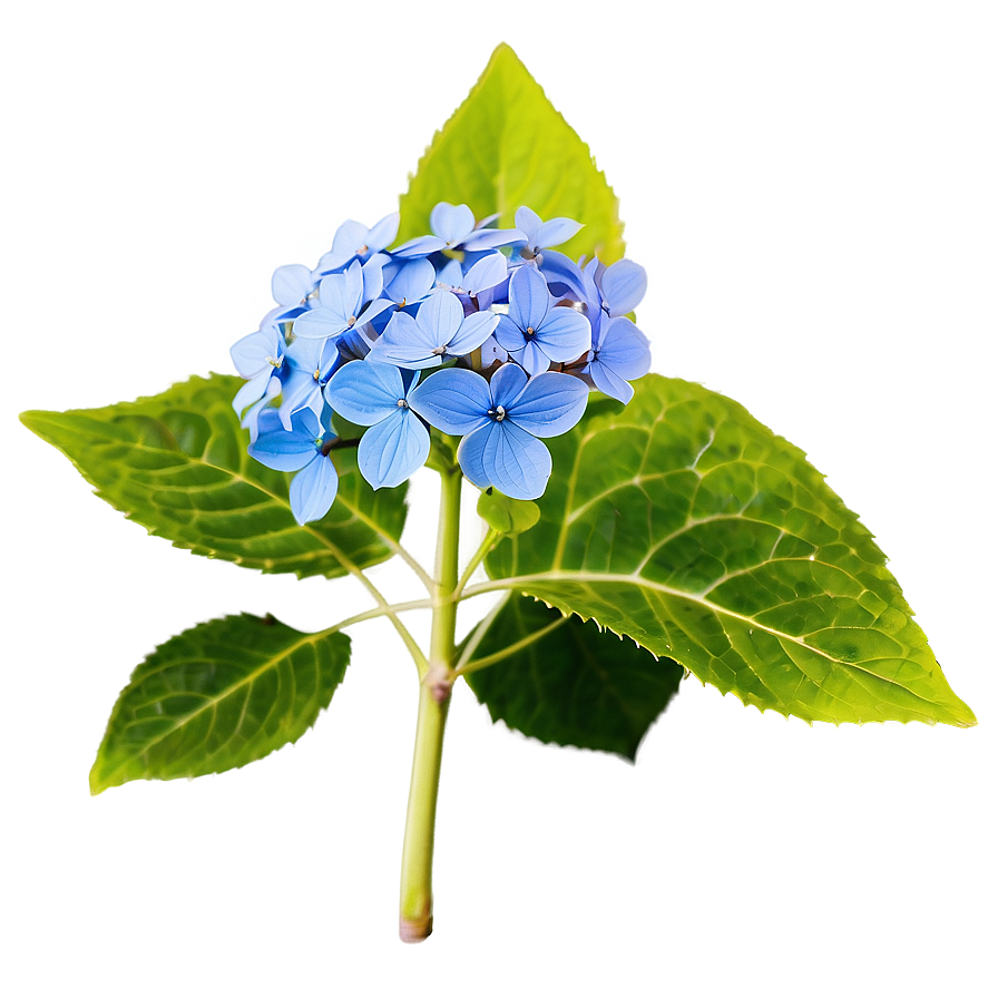 Wild Hydrangea Png 54