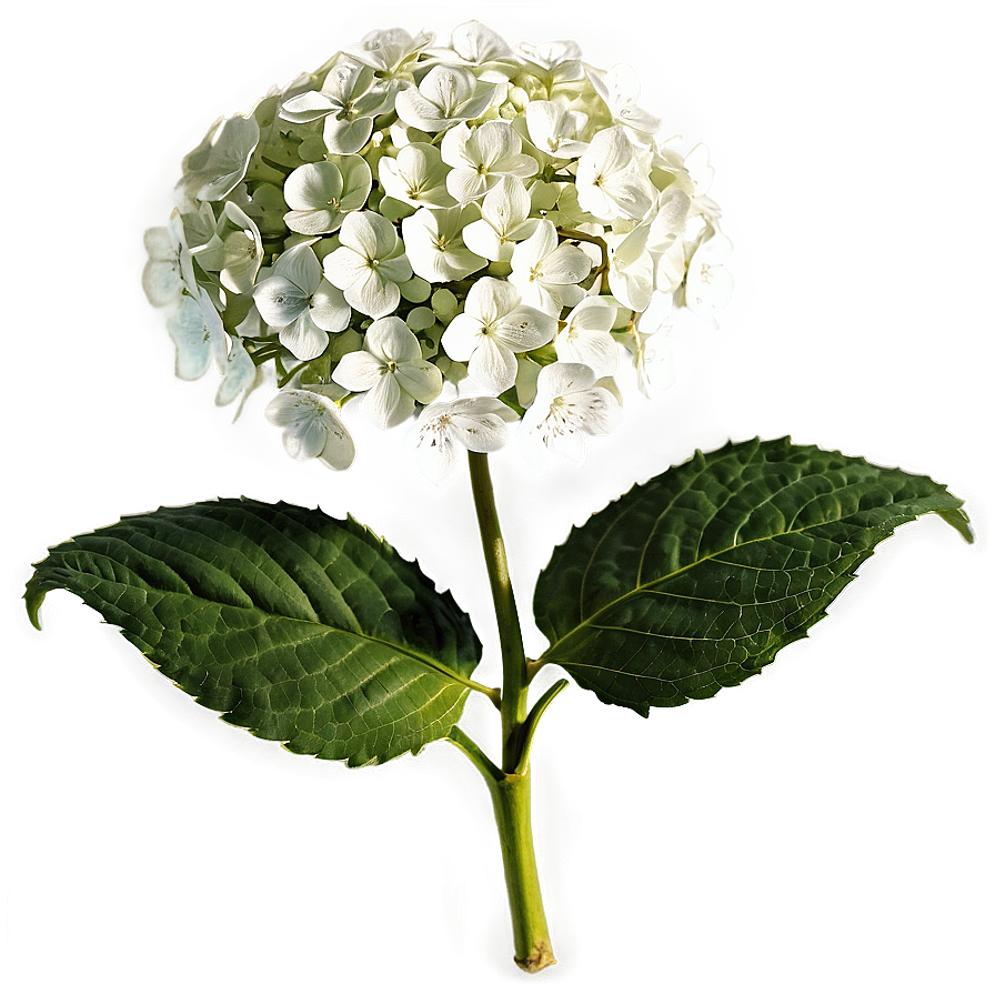 Wild Hydrangea Png 99